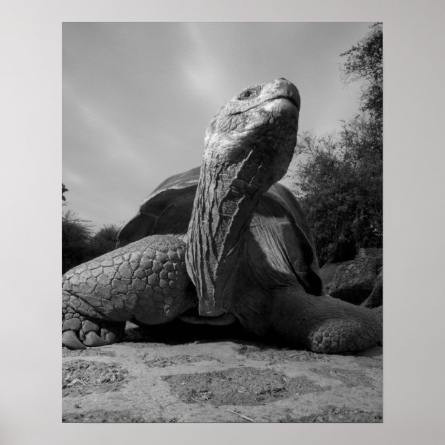 Pôster Equador, Parque Nacional Ilhas Galápagos, Santa (Frente)
