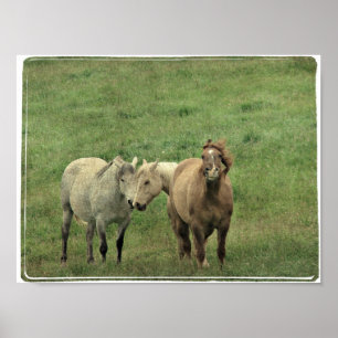 Pôster Equídeos Engraçados