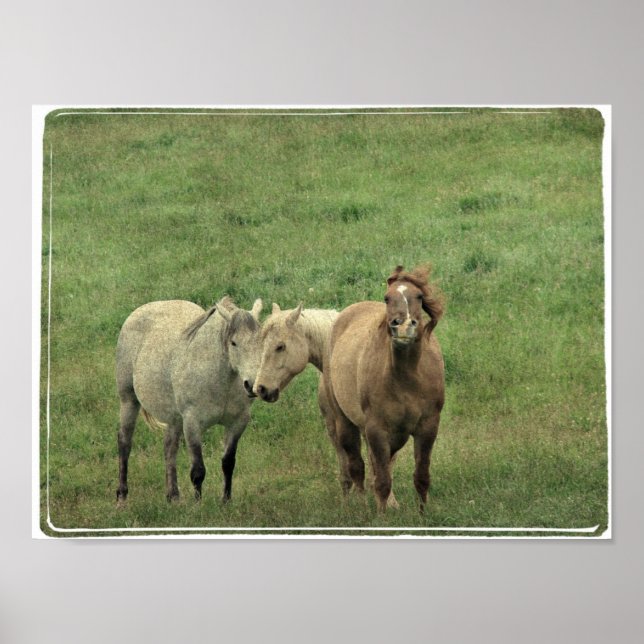 Pôster Equídeos Engraçados (Frente)