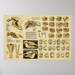 Poster Equino Anatomia Dental dos Cavalos por Dentes