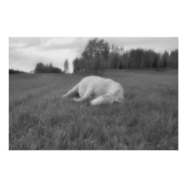 Pôster Equino de campo B&W do equídeo branco que dorme