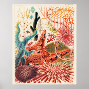 Poster Equinodermos da Grande Barreira de Coral,