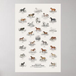 Poster Equinos - Biblioteca do Naturalista