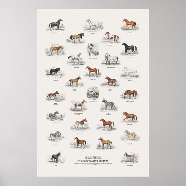Poster Equinos - Biblioteca do Naturalista (Frente)