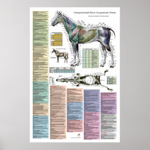 Poster Equinos Equinos Acupuntura Pontos Veterinários