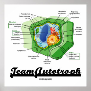 Pôster Equipe Autotroph (biologia celular da planta)