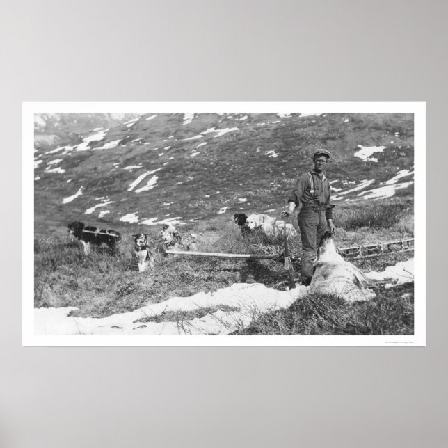 Poster Equipe de Cachorros do Alaska caçando 1912 (Frente)