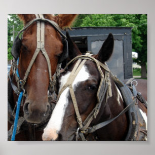 Poster Equipe de dois cavalos com um Pinto