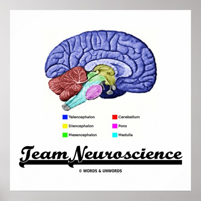 Poster Equipe de Neurociência (atitude de anatomia cerebr (Frente)
