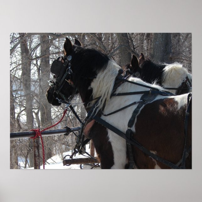 Pôster Equipe de Rascunho de Pinto (Frente)