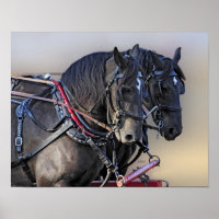 Equipe de Trabalho sobre Cavalos de Percheron Draf