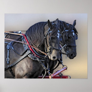 Poster Equipe de Trabalho sobre Cavalos de Percheron Draf