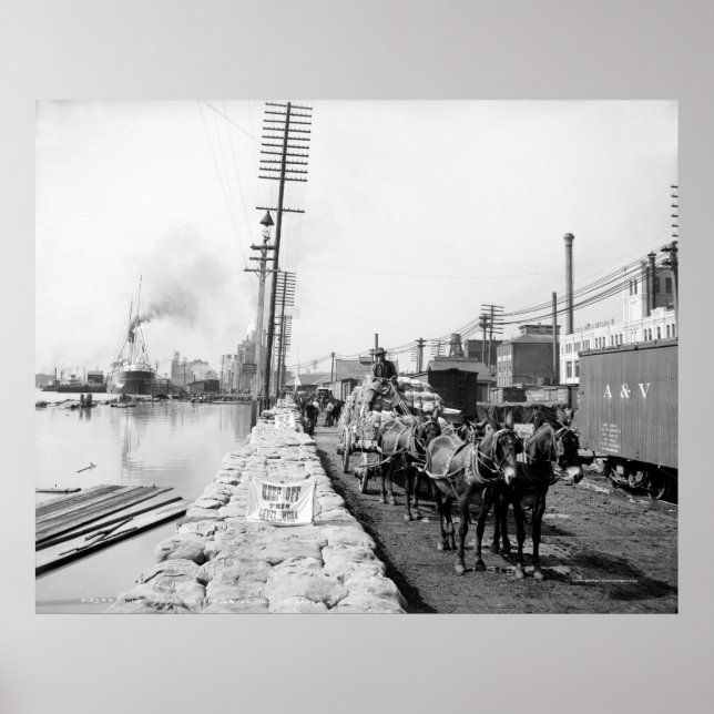 Pôster Equipes Mule no Levee, Nova Orleans: 1903 (Frente)