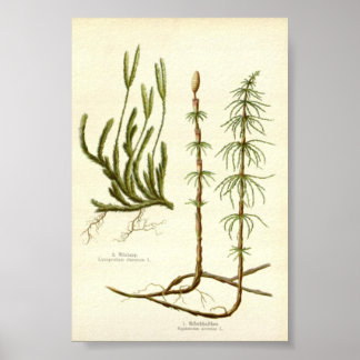 Poster  Equisetum arvense &  Lycopodium clavatum