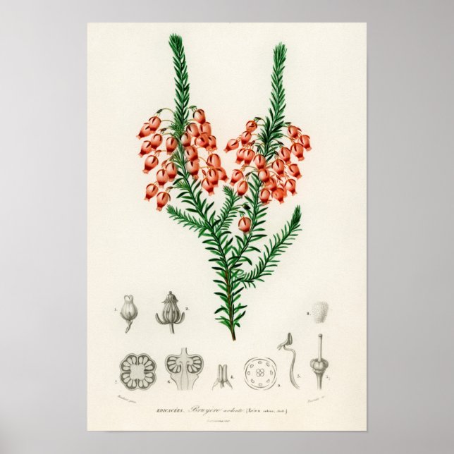 Poster Erica ardens - um presente para a sua Erica (Frente)