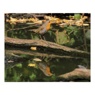 Pôster Erithacus rubecula