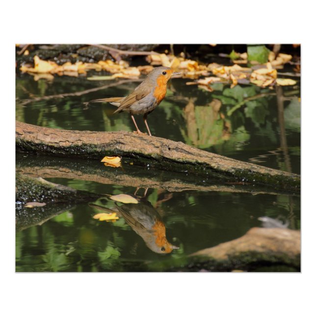 Pôster Erithacus rubecula (Frente)