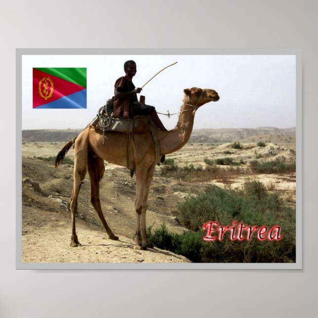 Poster Eritreia - Camel - (Frente)