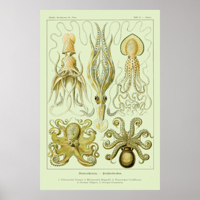 Poster Ernst Haeckel (Frente)