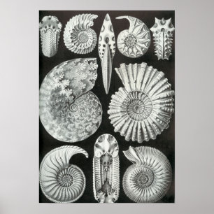 Pôster Ernst Haeckel - Ammonitida