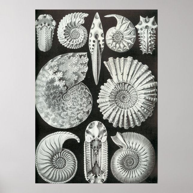 Pôster Ernst Haeckel - Ammonitida (Frente)
