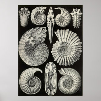 Pôster Ernst Haeckel - Ammonitida