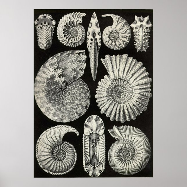 Pôster Ernst Haeckel - Ammonitida (Frente)