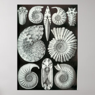 Pôster Ernst Haeckel Ammonitida fósseis