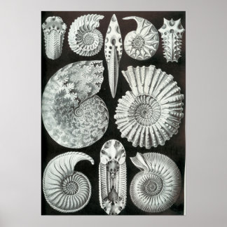 Pôster Ernst Haeckel Ammonitida fósseis