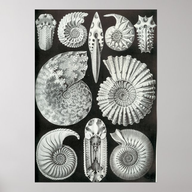 Pôster Ernst Haeckel Ammonitida fósseis (Frente)