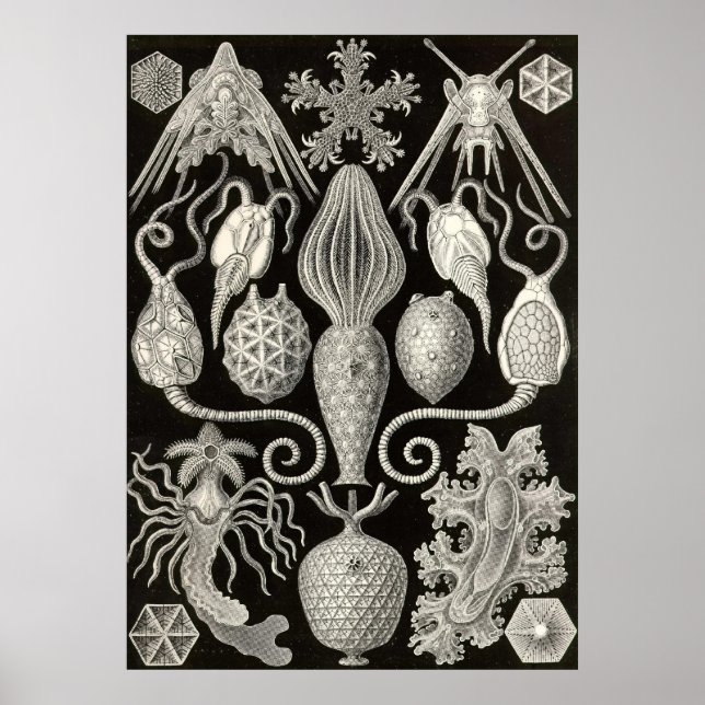 Poster Ernst Haeckel - Amphoridea (Frente)