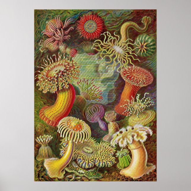 Poster Ernst Haeckel - Anêmonas Actiniae (Frente)