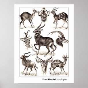 Pôster Ernst Haeckel Antilopina com beira