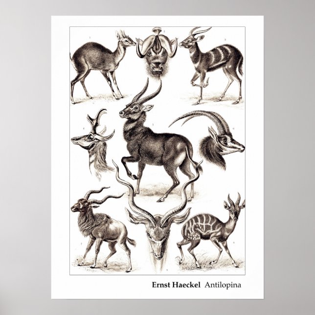 Pôster Ernst Haeckel Antilopina na fronteira (Frente)