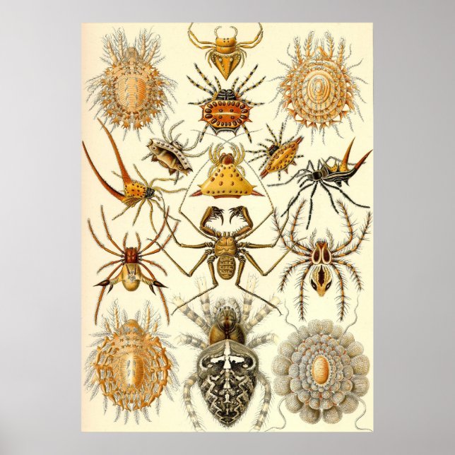 Pôster Ernst Haeckel - Arachnida (Frente)