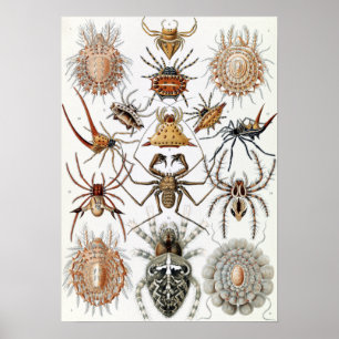 Poster Ernst Haeckel Arachnida Spiders