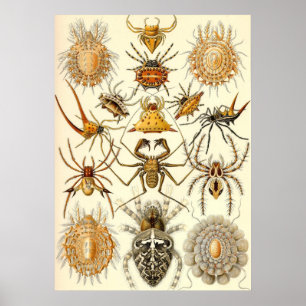 Pôster Ernst Haeckel - aracnídeos