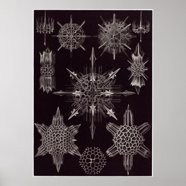Poster Ernst Haeckel Art Impressão: Acanthophracta (Frente)