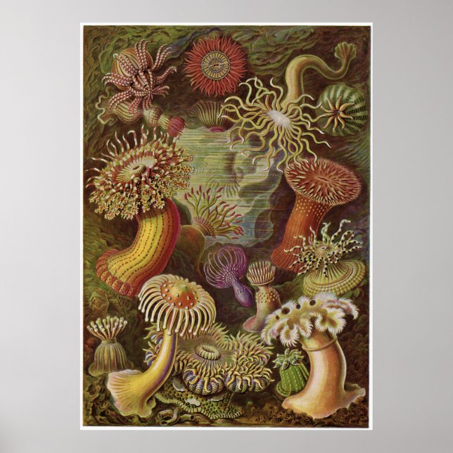 Pôster Ernst Haeckel Art Impressão: Actiniae (Frente)