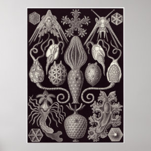 Pôster Ernst Haeckel Art Impressão: Amphoridea