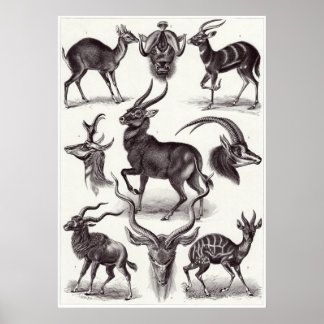 Poster Ernst Haeckel Art Impressão: Antilopina
