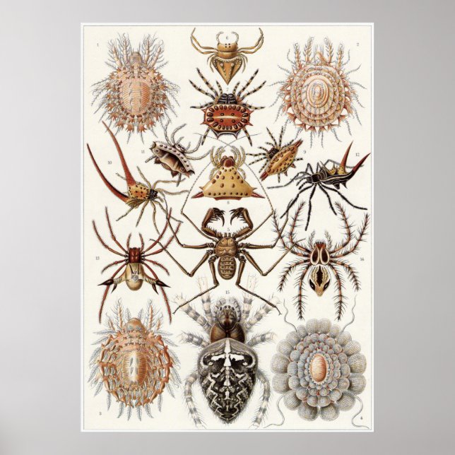 Pôster Ernst Haeckel Art Impressão: Arachnida (Frente)