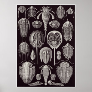 Pôster Ernst Haeckel Art Impressão: Aspidonia