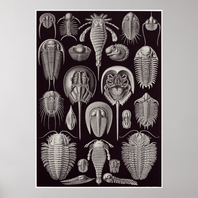 Pôster Ernst Haeckel Art Impressão: Aspidonia (Frente)