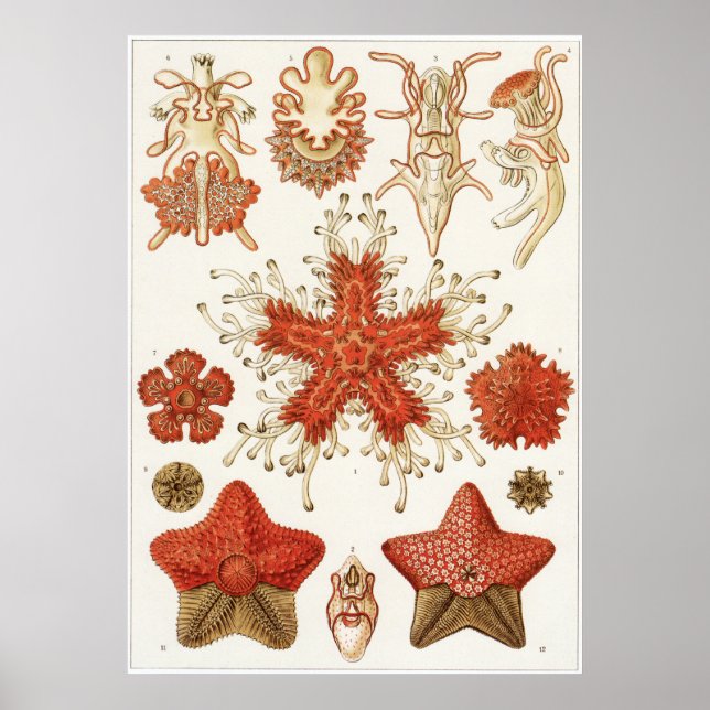 Pôster Ernst Haeckel Art Impressão: Asteridea (Frente)