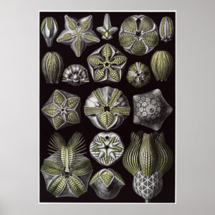 Poster Ernst Haeckel Art Impressão: Blastoidea