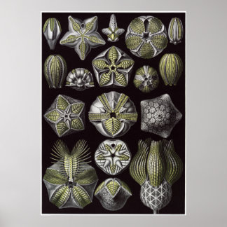 Poster Ernst Haeckel Art Impressão: Blastoidea
