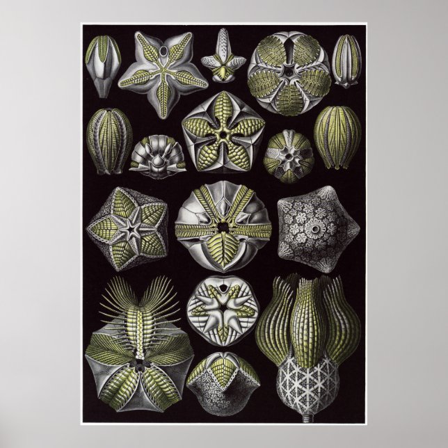 Poster Ernst Haeckel Art Impressão: Blastoidea (Frente)
