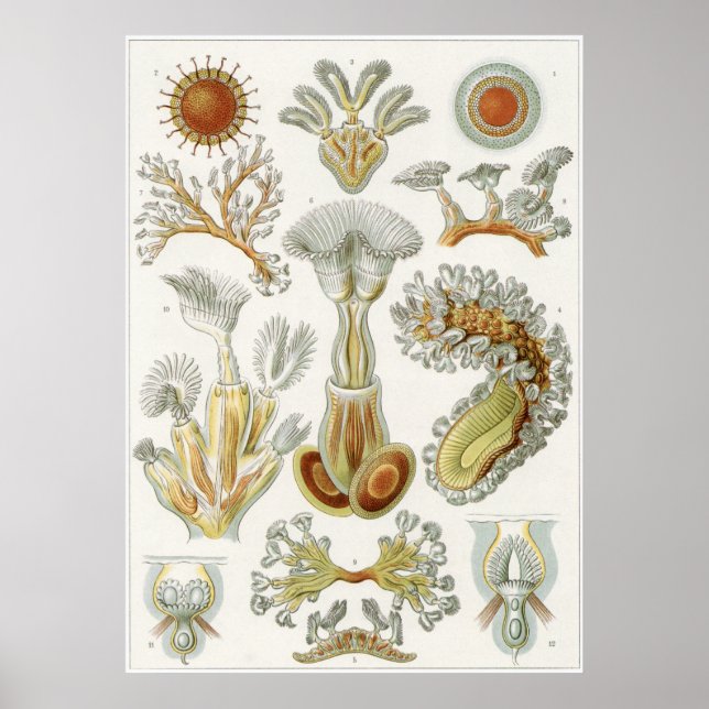 Pôster Ernst Haeckel Art Impressão: Bryozoa (Frente)