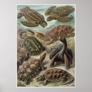 Poster Ernst Haeckel Art Impressão: Chelonia